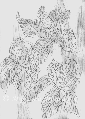 Эскиз 'Ирисы'