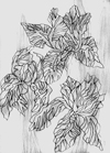 Эскиз 'Ирисы'